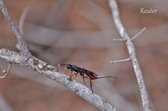 Schlupfwespe (Ichneumonidea sp.)